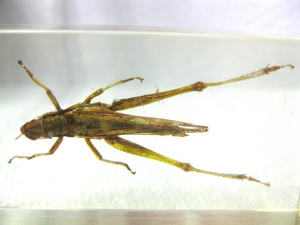 Insect in Resin Block #9 - Image 2