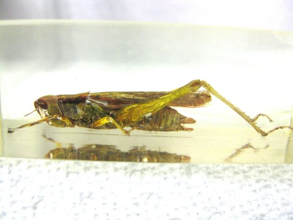 Insect in Resin Block #9 - Image 3