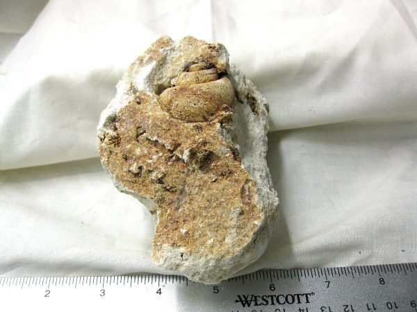 Genuine Eocene Age Strombus Gastropod From Italy For Sale #10