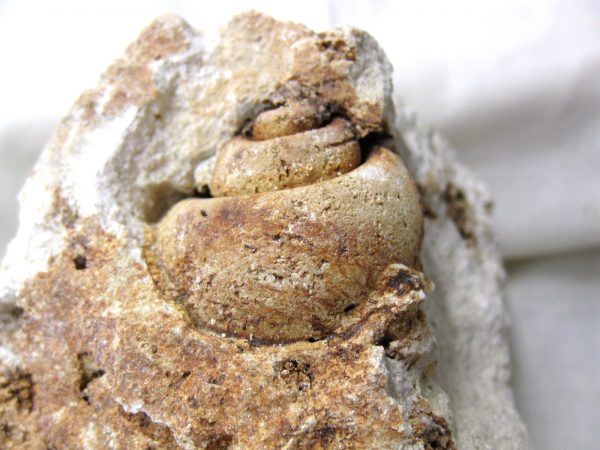 Genuine Eocene Age Strombus Gastropod From Italy For Sale #10a