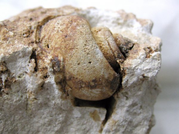 Genuine Eocene Age Strombus Gastropod From Italy For Sale #10b