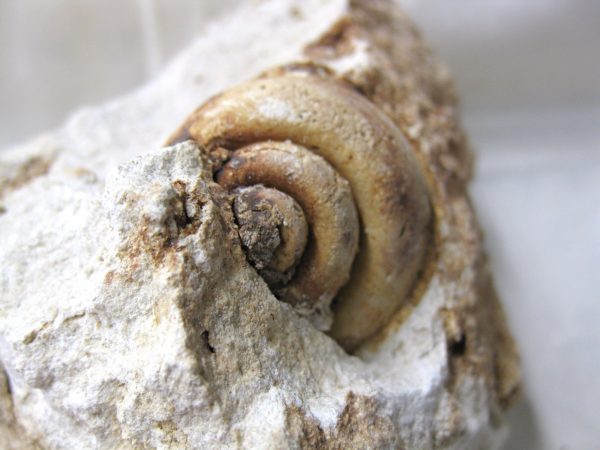 Genuine Eocene Age Strombus Gastropod From Italy For Sale #10c