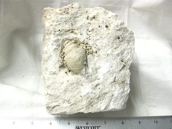 Genuine Eocene Age Strombus Gastropod From Italy For Sale #12