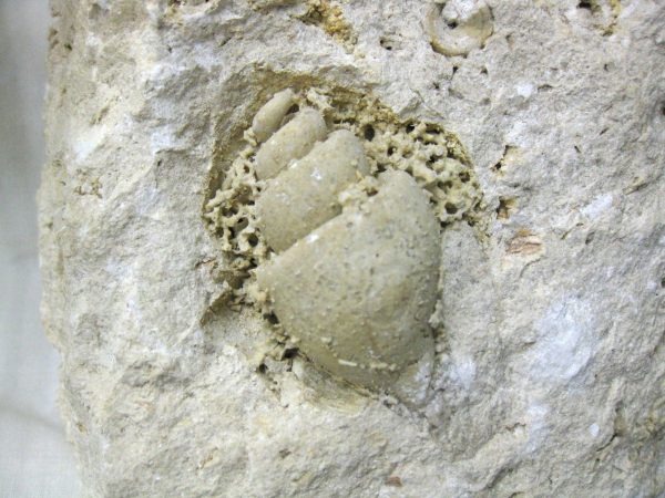 Genuine Eocene Age Strombus Gastropod From Italy For Sale #12a