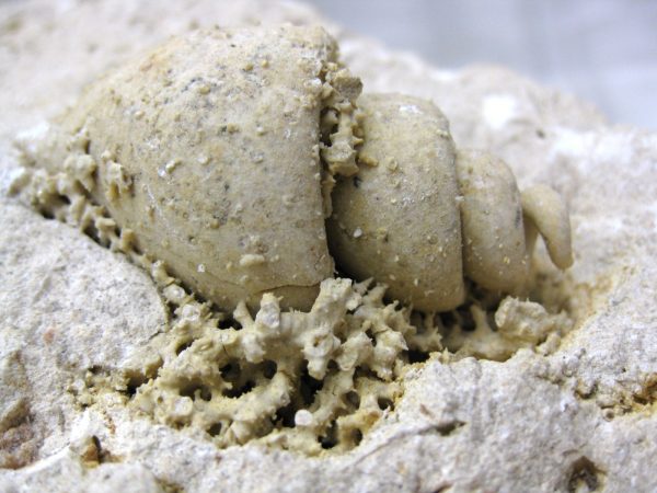 Genuine Eocene Age Strombus Gastropod From Italy For Sale #12c