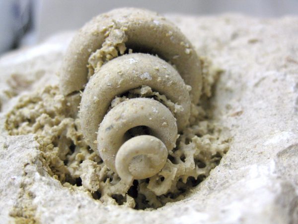 Genuine Eocene Age Strombus Gastropod From Italy For Sale #12d