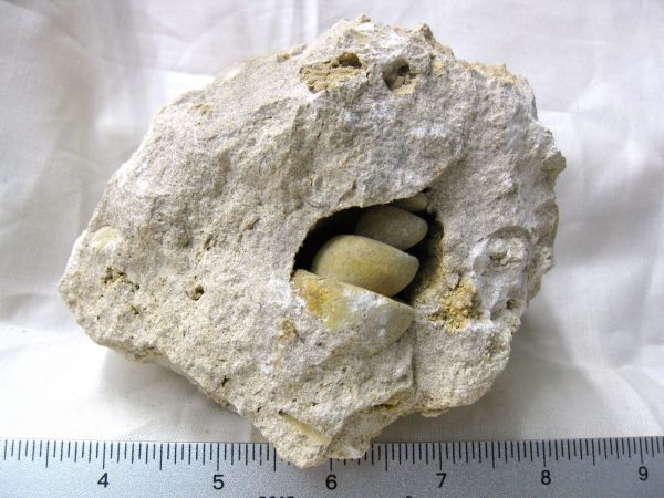 Genuine Eocene Age Strombus Gastropod From Italy For Sale #15