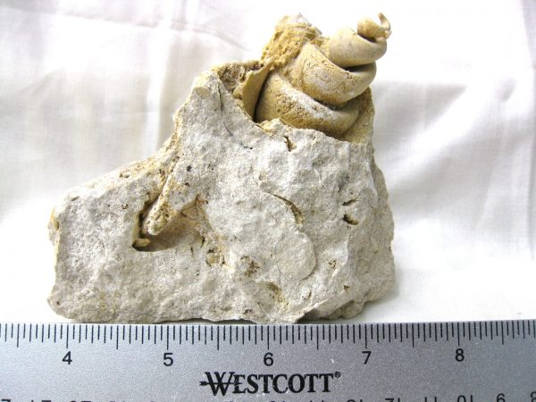 Genuine Eocene Age Strombus Gastropod From Italy For Sale #16