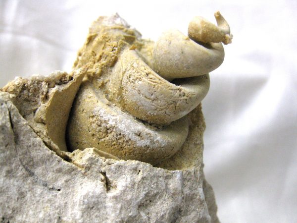 Genuine Eocene Age Strombus Gastropod From Italy For Sale #16a