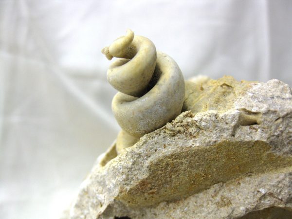 Genuine Eocene Age Strombus Gastropod From Italy For Sale #16b