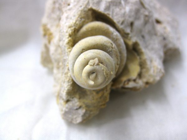 Genuine Eocene Age Strombus Gastropod From Italy For Sale #16c