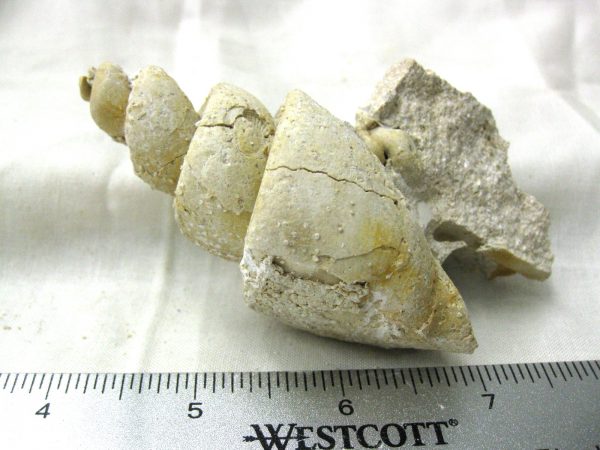 Genuine Eocene Age Strombus Gastropod From Italy For Sale #17