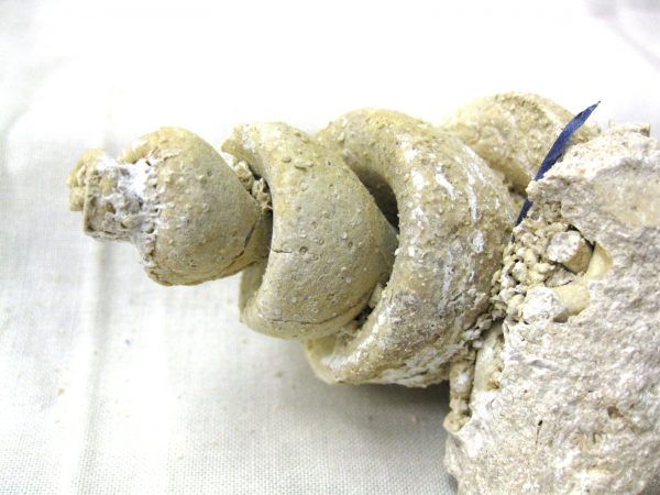 Genuine Eocene Age Strombus Gastropod From Italy For Sale #17b