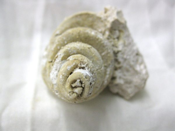 Genuine Eocene Age Strombus Gastropod From Italy For Sale #17c