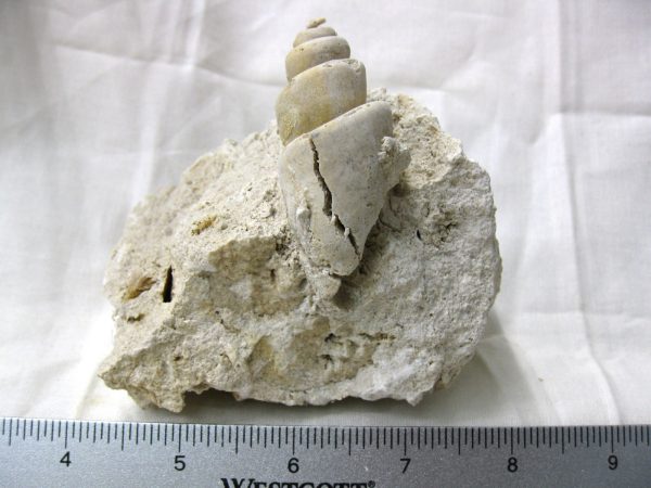 Genuine Eocene Age Strombus Gastropod From Italy For Sale #18