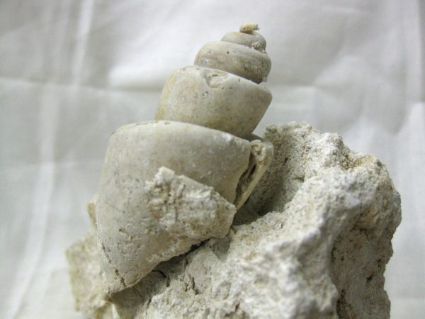 Genuine Eocene Age Strombus Gastropod From Italy For Sale #18a