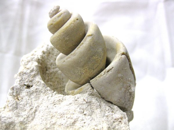 Genuine Eocene Age Strombus Gastropod From Italy For Sale #18b