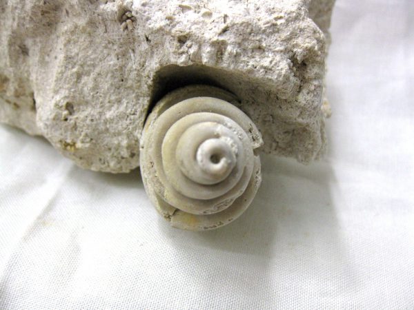 Genuine Eocene Age Strombus Gastropod From Italy For Sale #18c