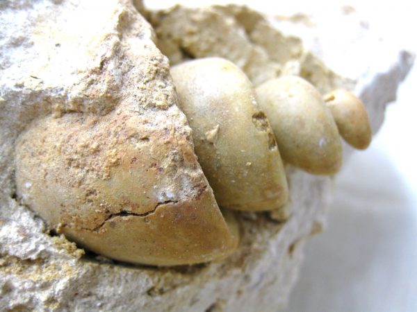 Genuine Eocene Age Strombus Gastropod From Italy For Sale #19a