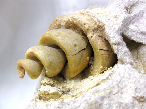 Genuine Eocene Age Strombus Gastropod From Italy For Sale #19b