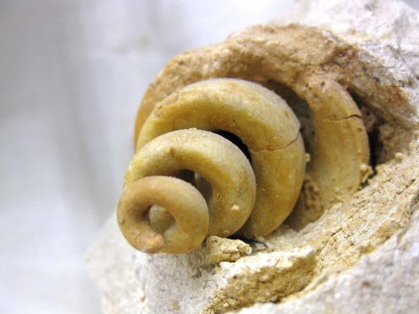 Genuine Eocene Age Strombus Gastropod From Italy For Sale #19c