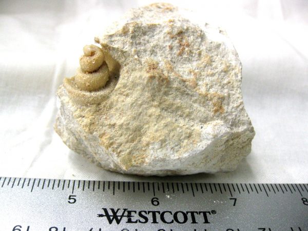 Genuine Eocene Age Strombus Gastropod From Italy For Sale #2