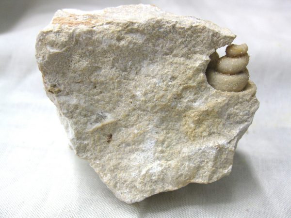 Genuine Eocene Age Strombus Gastropod From Italy For Sale #2a