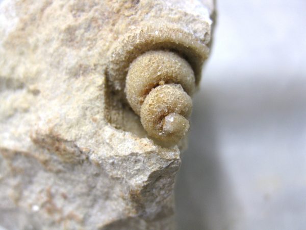 Genuine Eocene Age Strombus Gastropod From Italy For Sale #2b