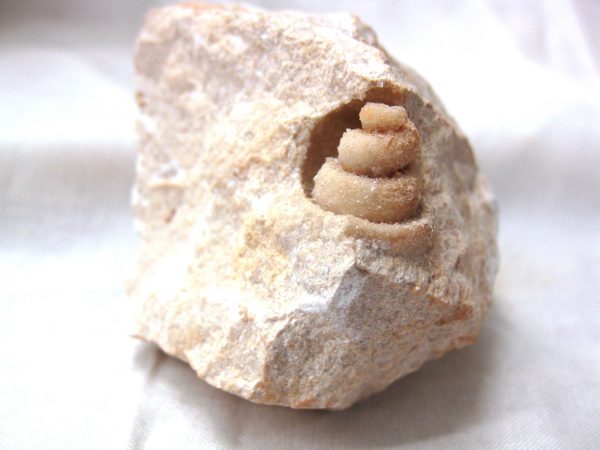 Genuine Eocene Age Strombus Gastropod From Italy For Sale #2c