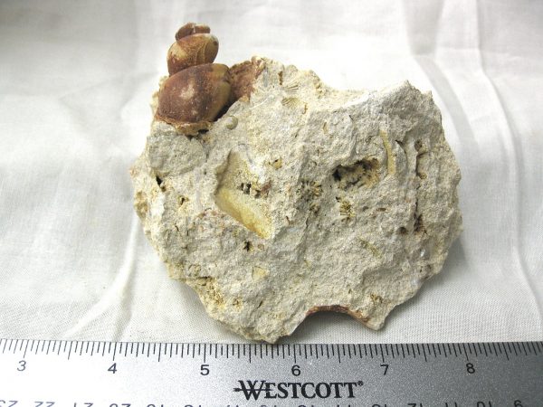 Genuine Eocene Age Strombus Gastropod From Italy For Sale #3