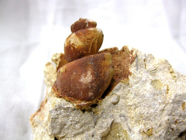 Genuine Eocene Age Strombus Gastropod From Italy For Sale #3a