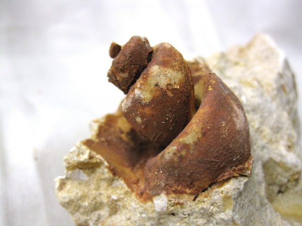 Genuine Eocene Age Strombus Gastropod From Italy For Sale #3b