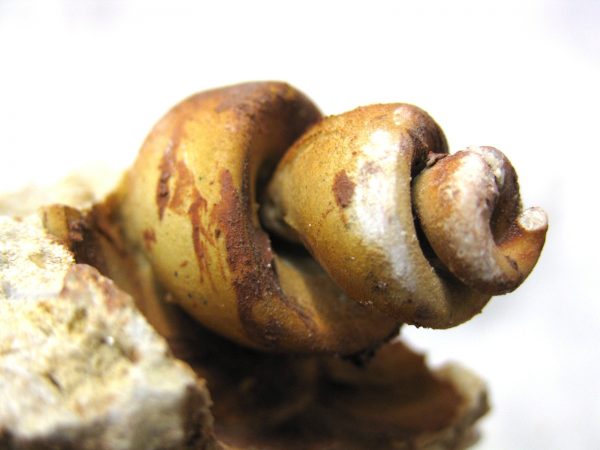 Genuine Eocene Age Strombus Gastropod From Italy For Sale #3c