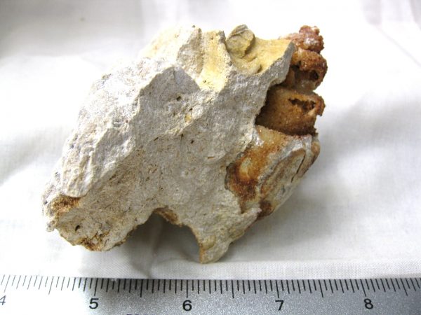 Genuine Eocene Age Strombus Gastropod From Italy For Sale #5