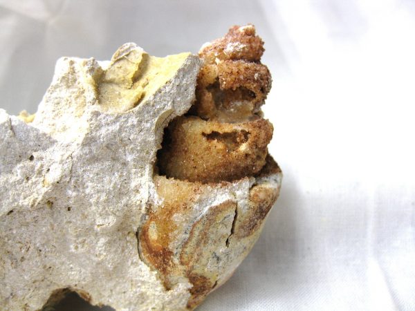 Genuine Eocene Age Strombus Gastropod From Italy For Sale #5a