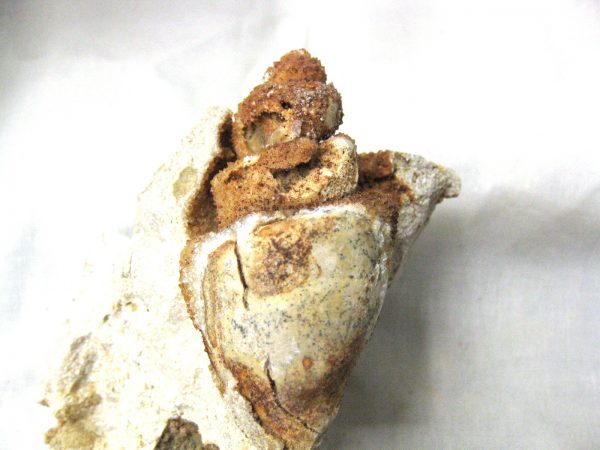 Genuine Eocene Age Strombus Gastropod From Italy For Sale #5b