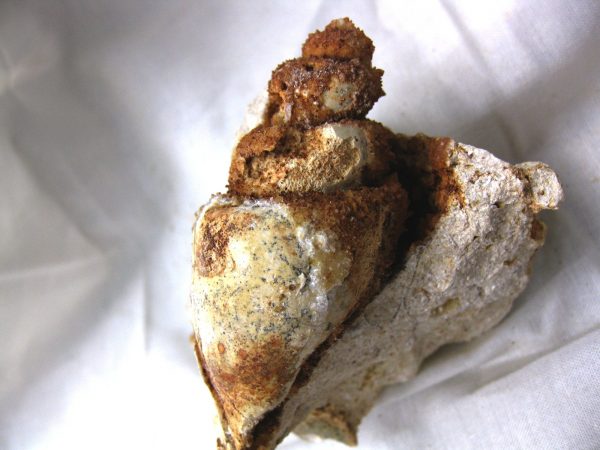 Genuine Eocene Age Strombus Gastropod From Italy For Sale #5c