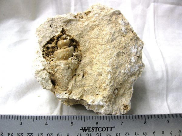 Genuine Eocene Age Strombus Gastropod From Italy For Sale #6