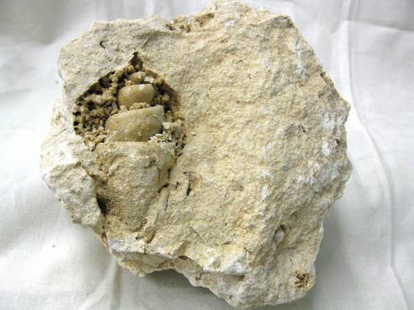 Genuine Eocene Age Strombus Gastropod From Italy For Sale #6a