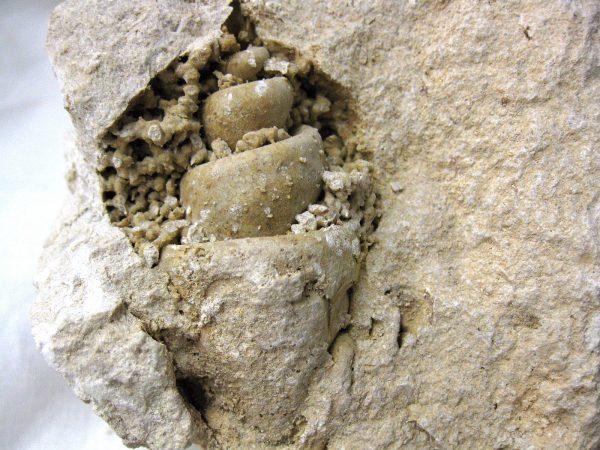 Genuine Eocene Age Strombus Gastropod From Italy For Sale #6b