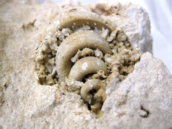 Genuine Eocene Age Strombus Gastropod From Italy For Sale #6c