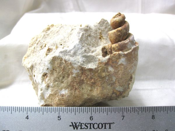 Genuine Eocene Age Strombus Gastropod From Italy For Sale #8