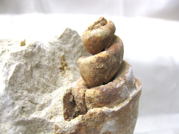 Genuine Eocene Age Strombus Gastropod From Italy For Sale #8a