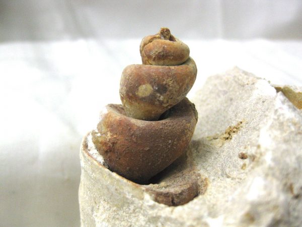 Genuine Eocene Age Strombus Gastropod From Italy For Sale #8b