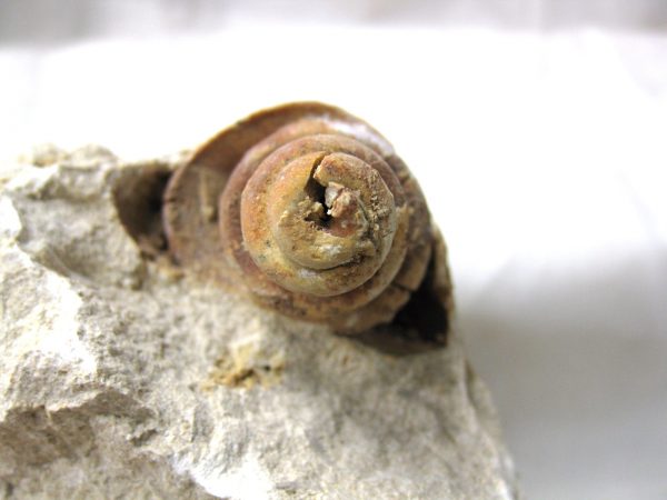 Genuine Eocene Age Strombus Gastropod From Italy For Sale #8c