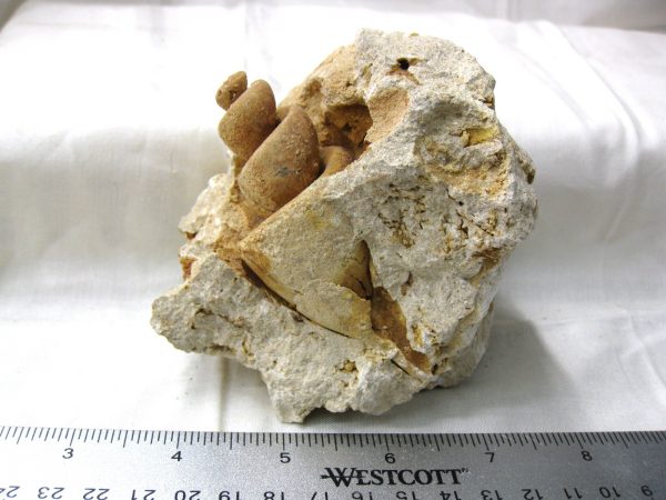 Genuine Eocene Age Strombus Gastropod From Italy For Sale #9