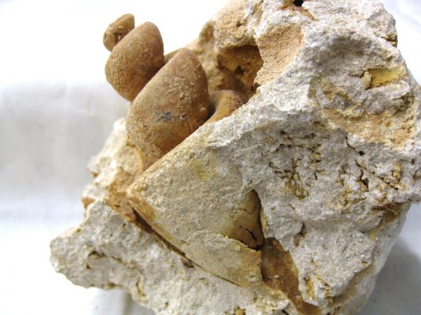 Genuine Eocene Age Strombus Gastropod From Italy For Sale #9a