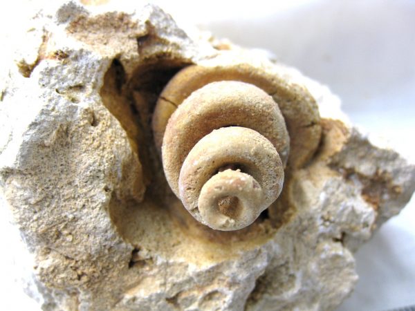 Genuine Eocene Age Strombus Gastropod From Italy For Sale #9b