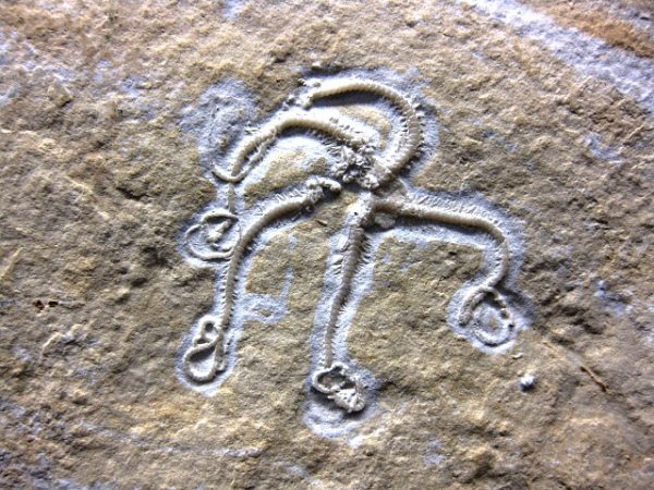 Jurassic Solnhofen Brittle Star #7 - Image 2