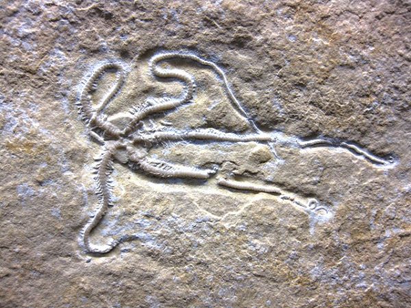 Jurassic Solnhofen Brittle Star #7 - Image 3